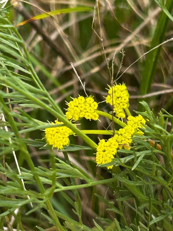 Bradshaw's Lomatium
