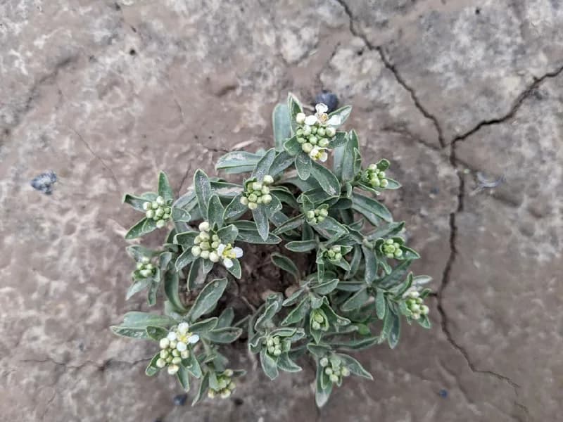 Davis' Peppergrass