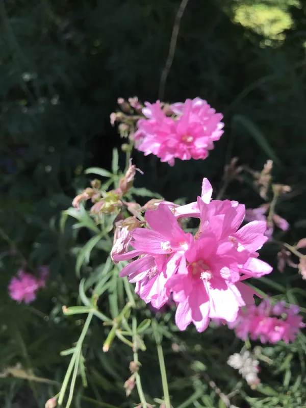 Nelson's Sidalcea