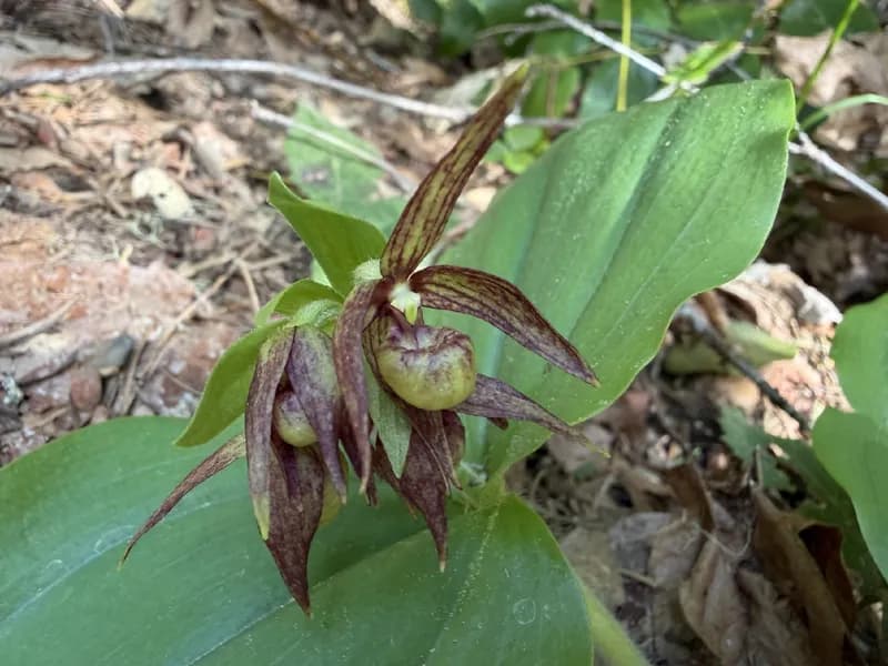 Clustered Lady's-Slipper