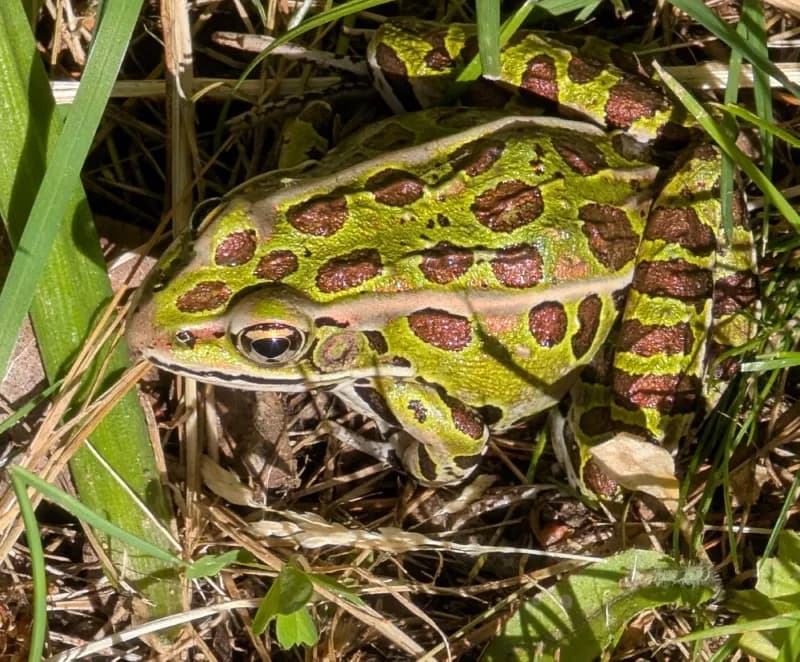 Northern Leopard Frog