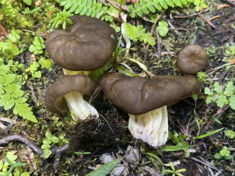Photo of Gyromitra californica