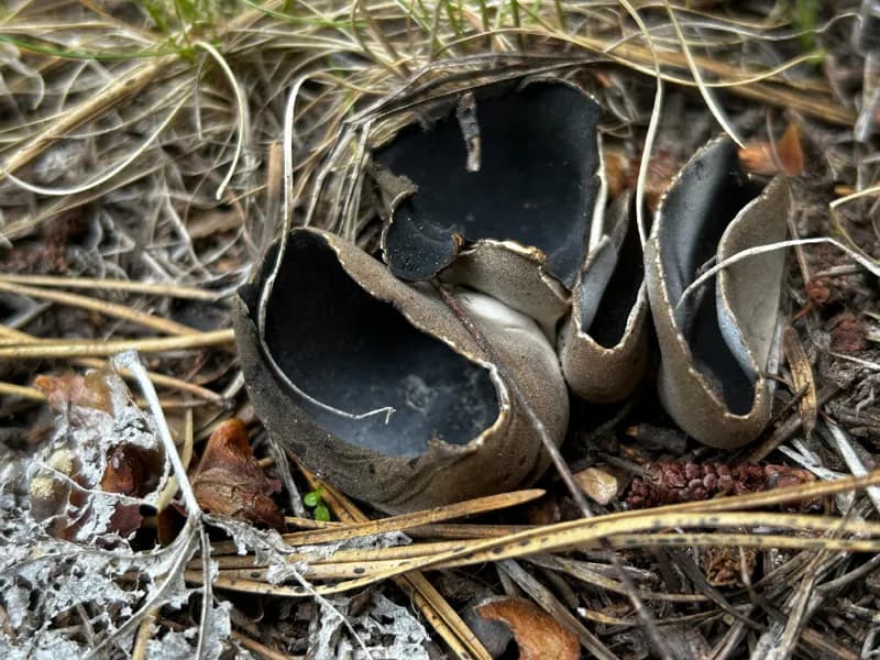 Photo of Dissingia crassitunicata