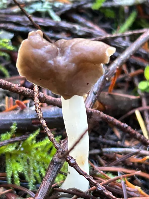 Photo of Helvella elastica