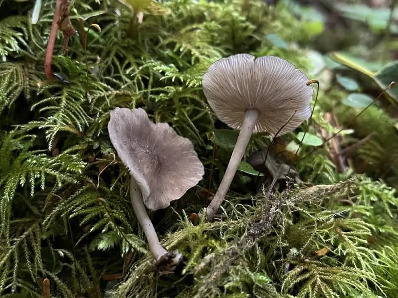 Photo of Hydropus marginellus