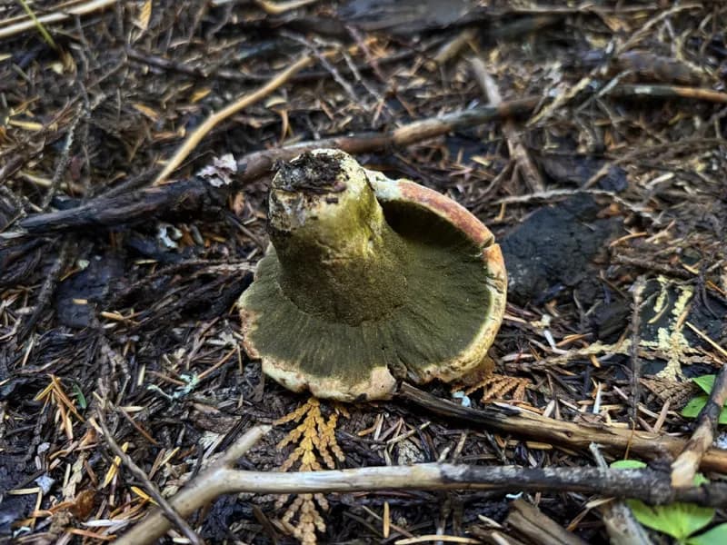 Photo of Hypomyces luteovirens