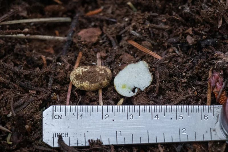 Photo of Leucogaster odoratus