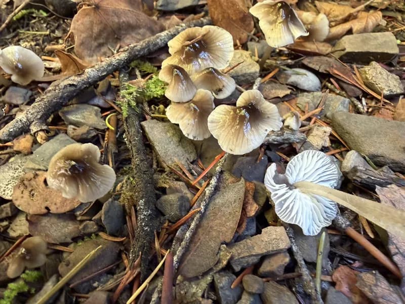 Photo of Mycena quiniaultensis
