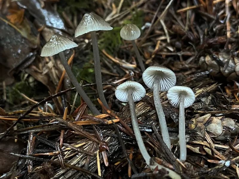 Photo of Mycena tenax