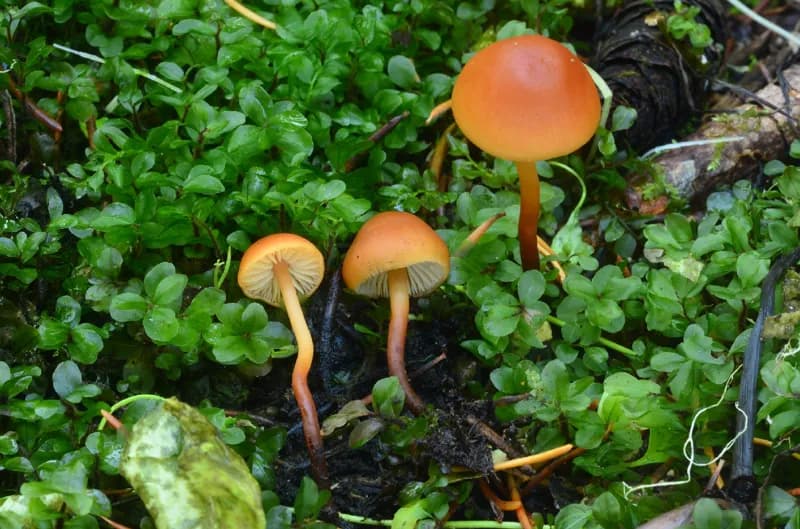 Photo of Mythicomyces corneipes