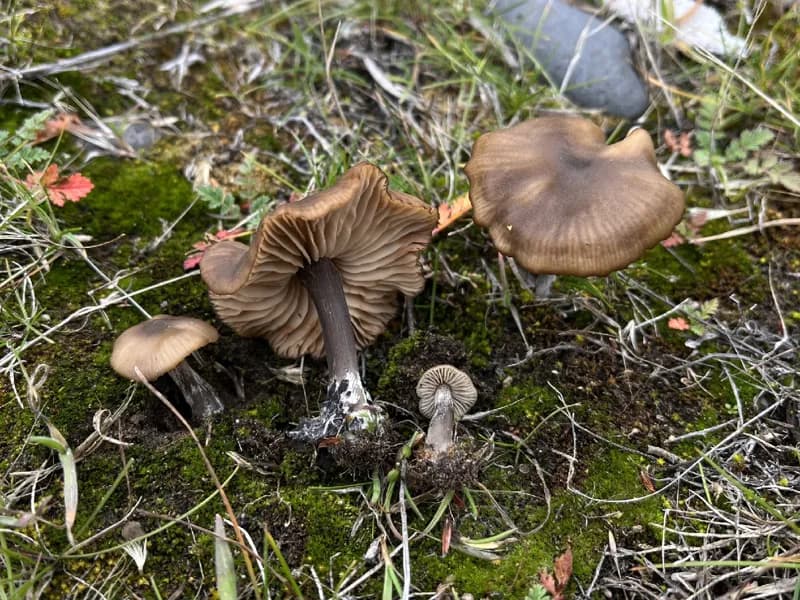 Photo of Nolanea edulis var. concentrica