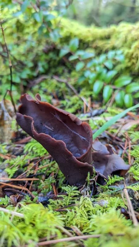 Photo of Otidea smithii