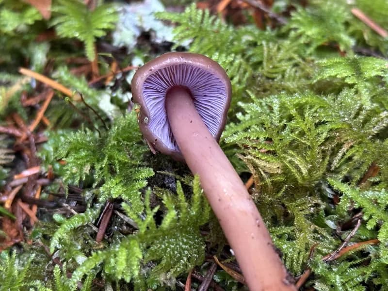 Photo of Phaeocollybia lilacifolia