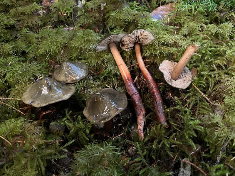 Photo of Phaeocollybia olivacea