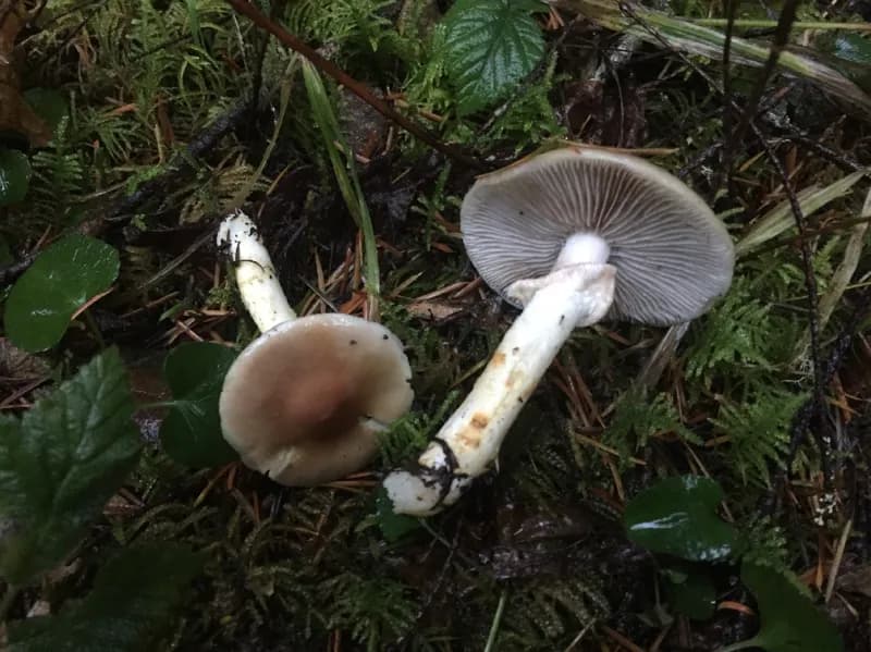 Photo of Stropharia albivelata