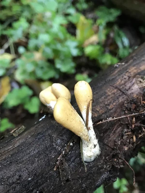 Photo of Trichoderma alutaceum