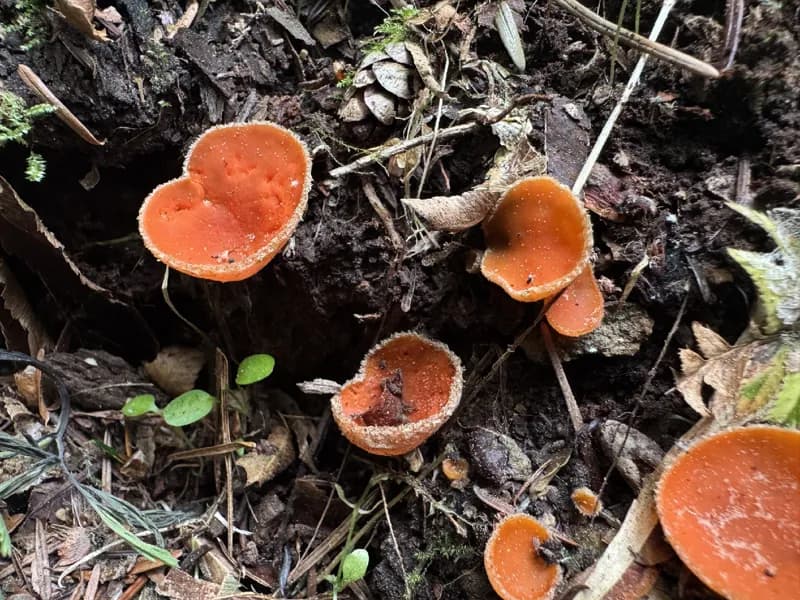 Photo of Pseudaleuria quinaultiana