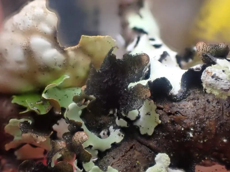 Photo of Hypotrachyna riparia