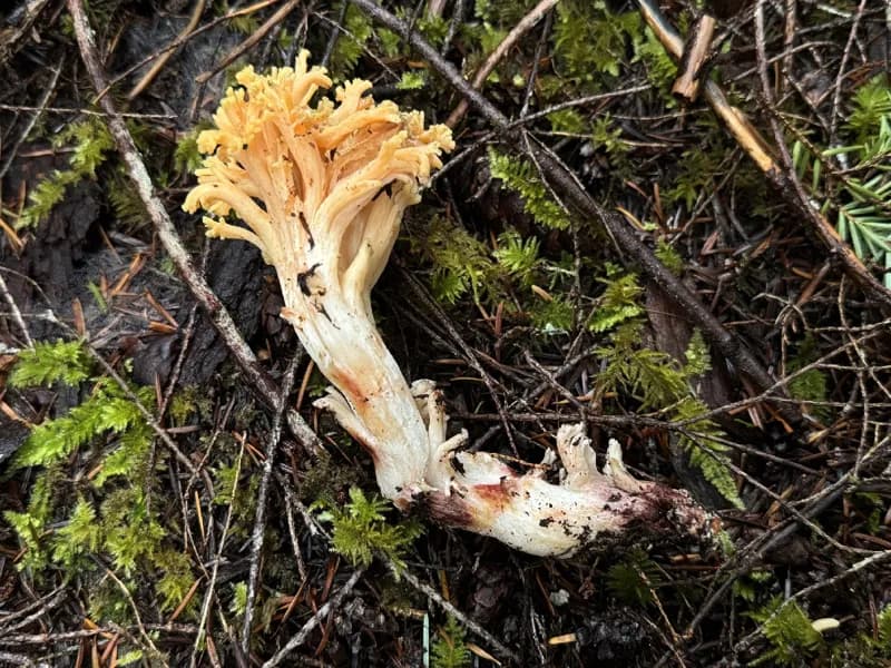 Photo of Ramaria maculatipes