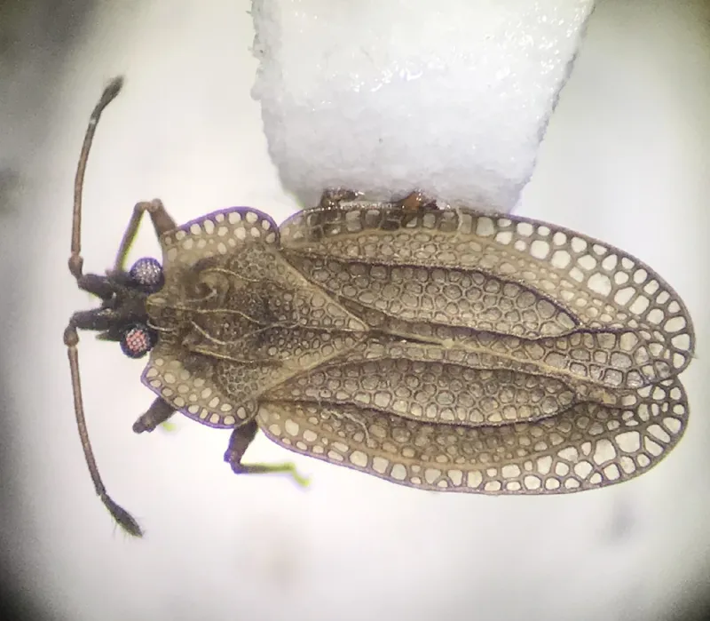 Photo of Acalypta cooleyi