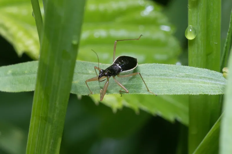 Photo of Nabis subcoleoptratus