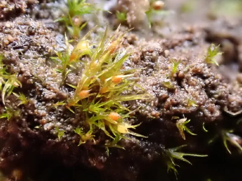 Photo of Pseudephemerum nitidum