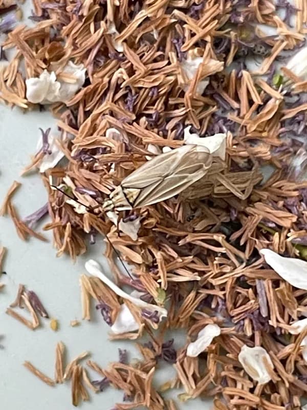 Photo of Acetropis americana