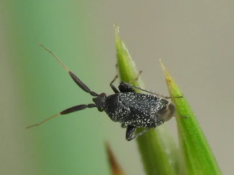 Photo of Criocoris saliens