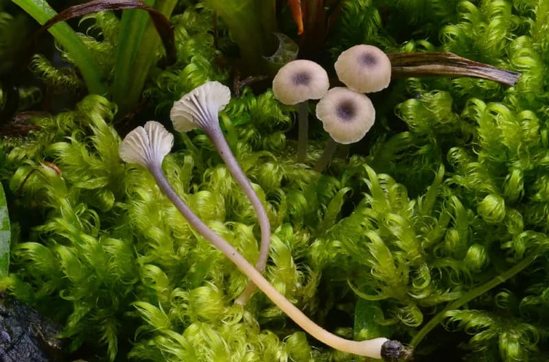 Photo of Rickenella swartzii
