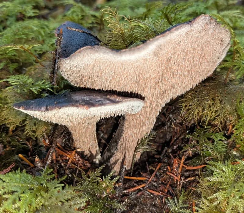 Photo of Hydnellum fuscoindicum