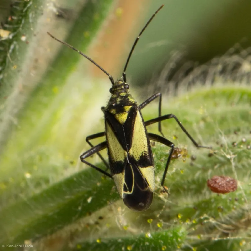 Photo of Macrotylus essigi