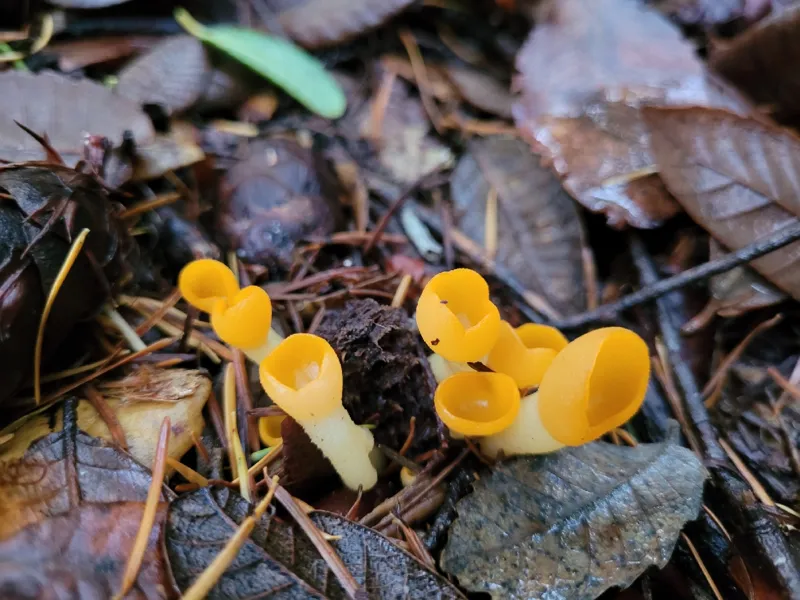 Photo of Sowerbyella rhenana