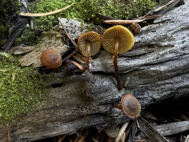 Photo of Stagnicola perplexa