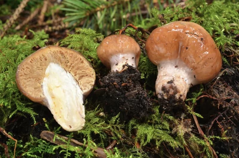 Photo of Cortinarius pavelekii