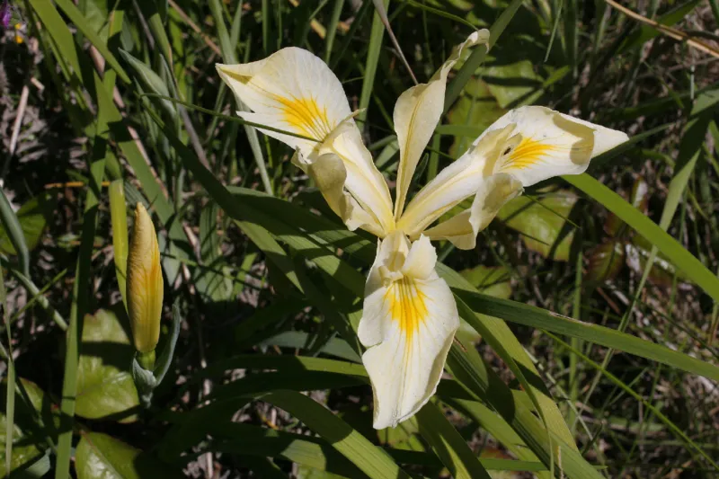 Photo of Iris tenax var. gormanii