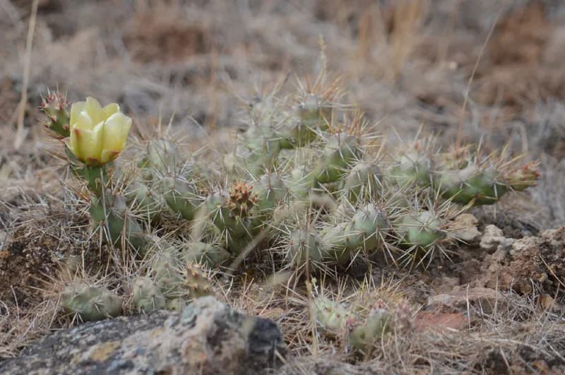 Photo of Opuntia fragilis