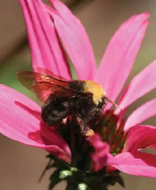 Photo of Bombus franklini