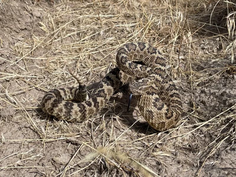 Photo of Crotalus oreganus