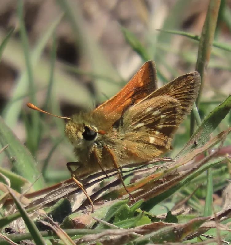 Photo of Polites sonora siris