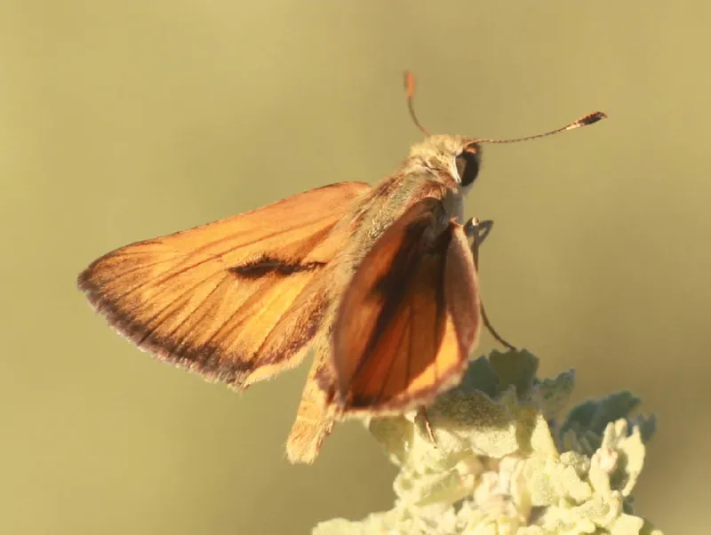 Photo of Ochlodes yuma
