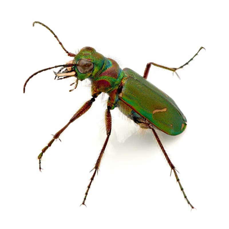 Photo of Cicindela purpurea hatchi
