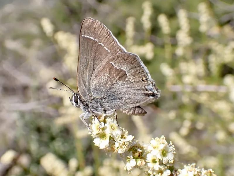 Photo of Satyrium tetra