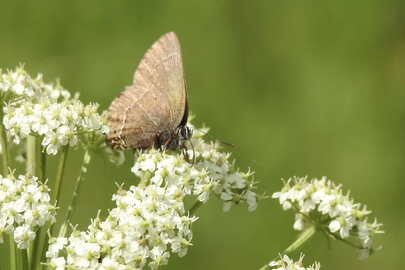 Photo of Callophrys johnsoni