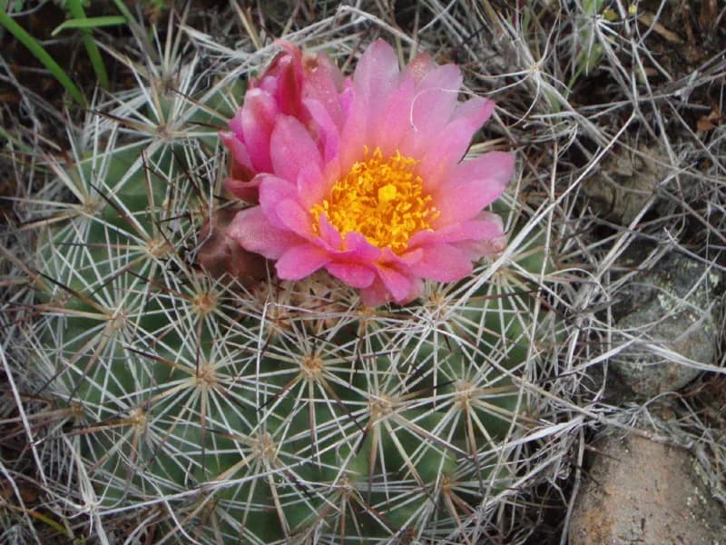 Photo of Pediocactus nigrispinus