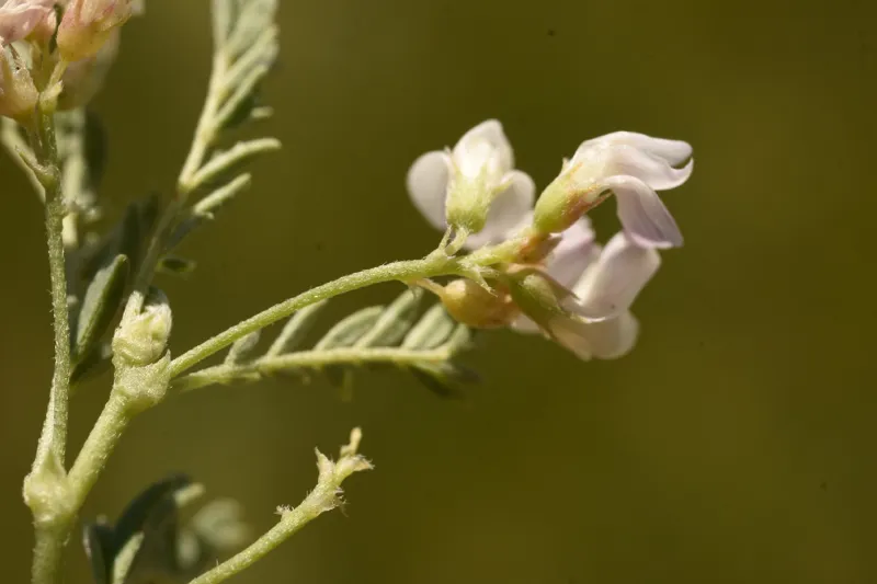 Photo of Astragalus lemmonii