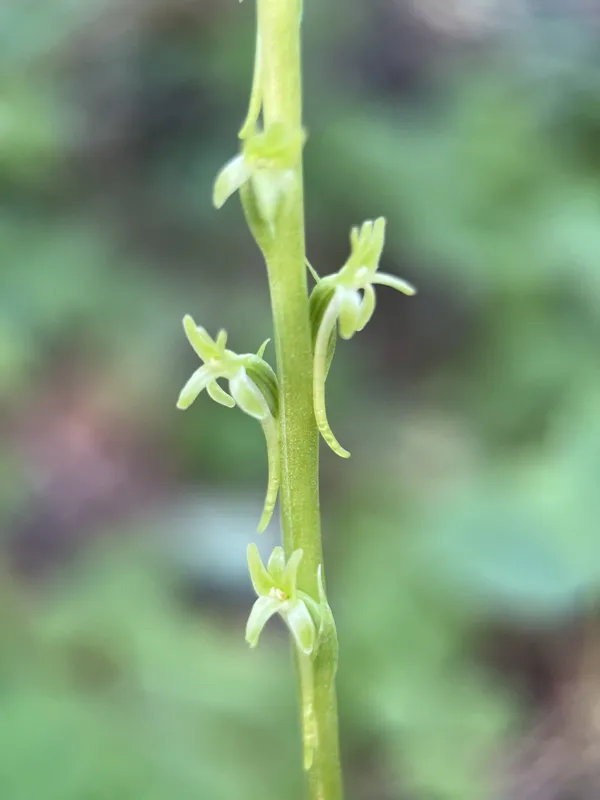Photo of Platanthera elongata