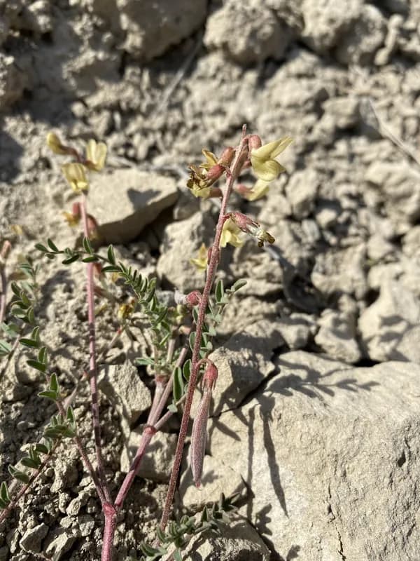 Photo of Astragalus misellus var. misellus