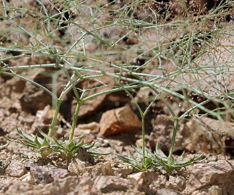 Photo of Oxytheca dendroidea
