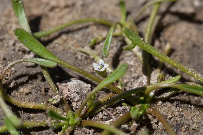 Photo of Limosella acaulis