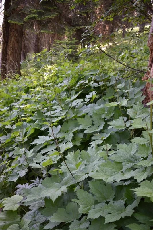 Photo of Actaea elata var. alpestris
